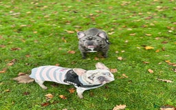 French Bulldog dogs for sale: French bulldog  - Image 9