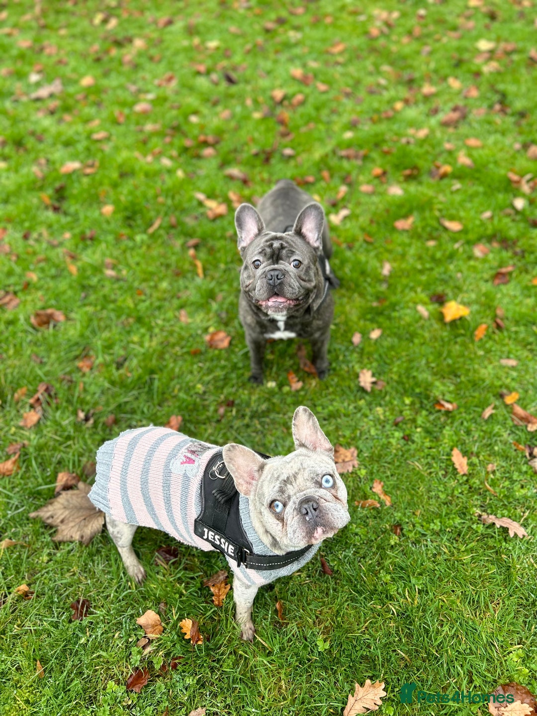 French Bulldog dogs for sale: French bulldog  - Image 9