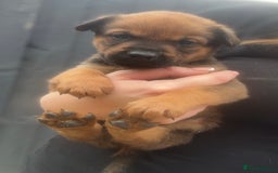 Mixed Breed dogs for sale: Stunning Rottweiler cross Belgian malinois  - Image 9