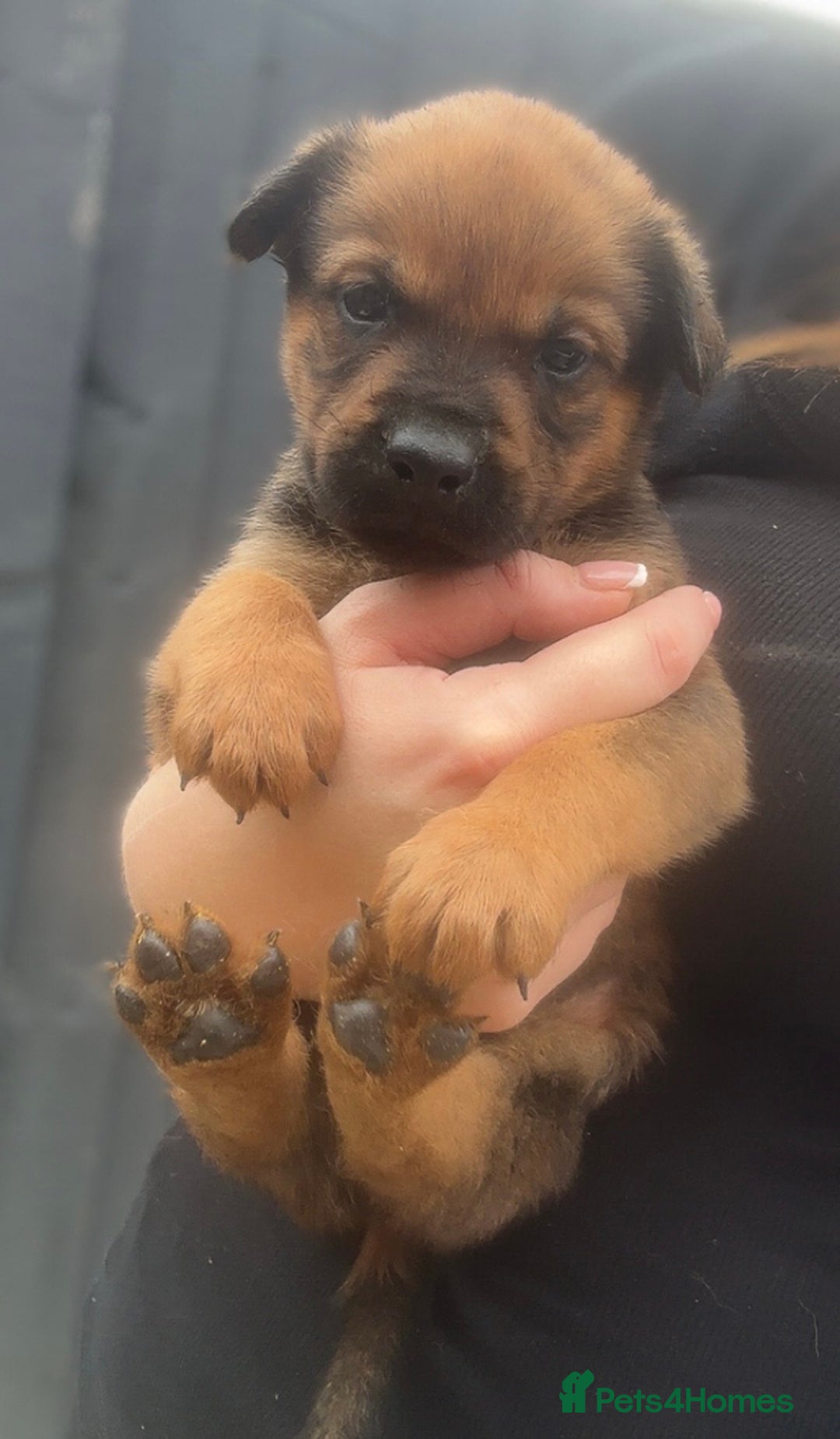 Mixed Breed dogs for sale: Stunning Rottweiler cross Belgian malinois  - Image 9