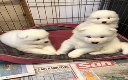 Samoyed dogs for sale: 🐾 Gorgeous Samoyed Puppies 🐾 - Image 2