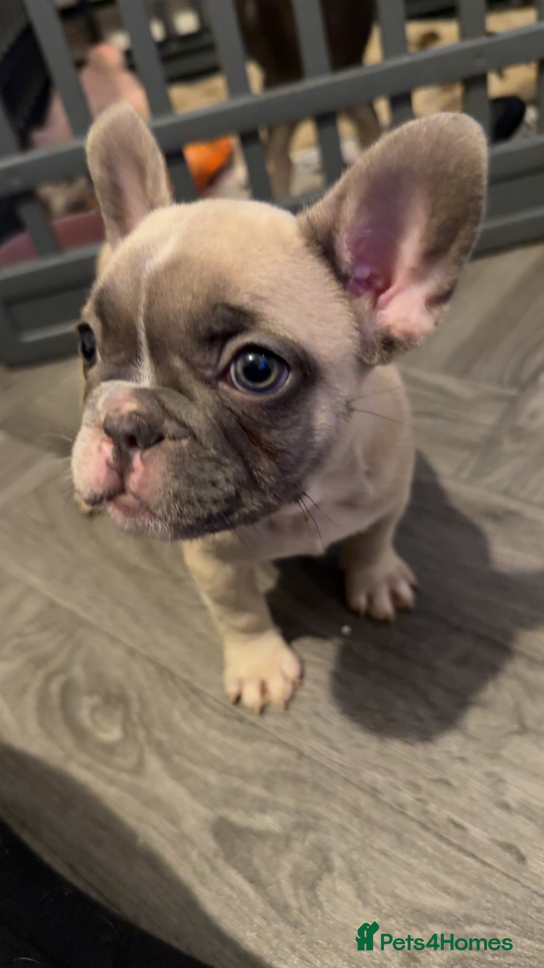 French Bulldog dogs for sale: Kennel club registered, no time wasters🩷 - Image 4