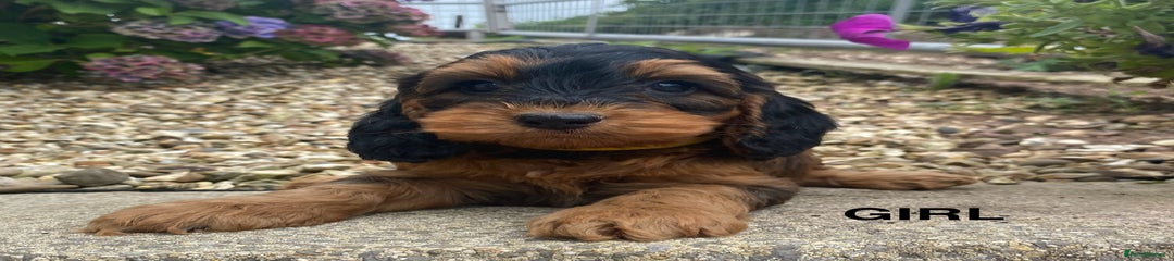Cockapoo Puppy 5