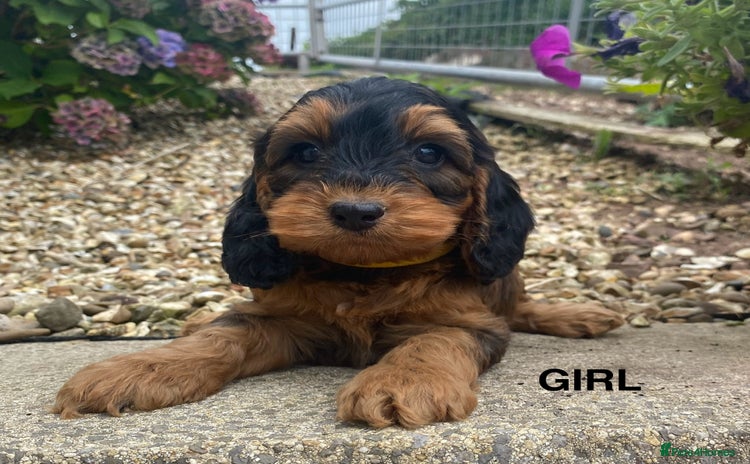 Cockapoo dogs - Advert 4
