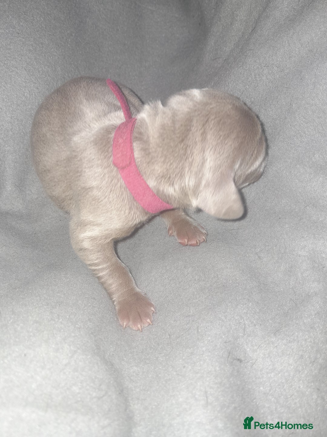 Weimaraner dogs for sale: Weimaraner gunalt champion bloodline KCregistered  - Advert 12