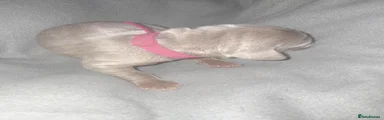 Weimaraner Puppy 7