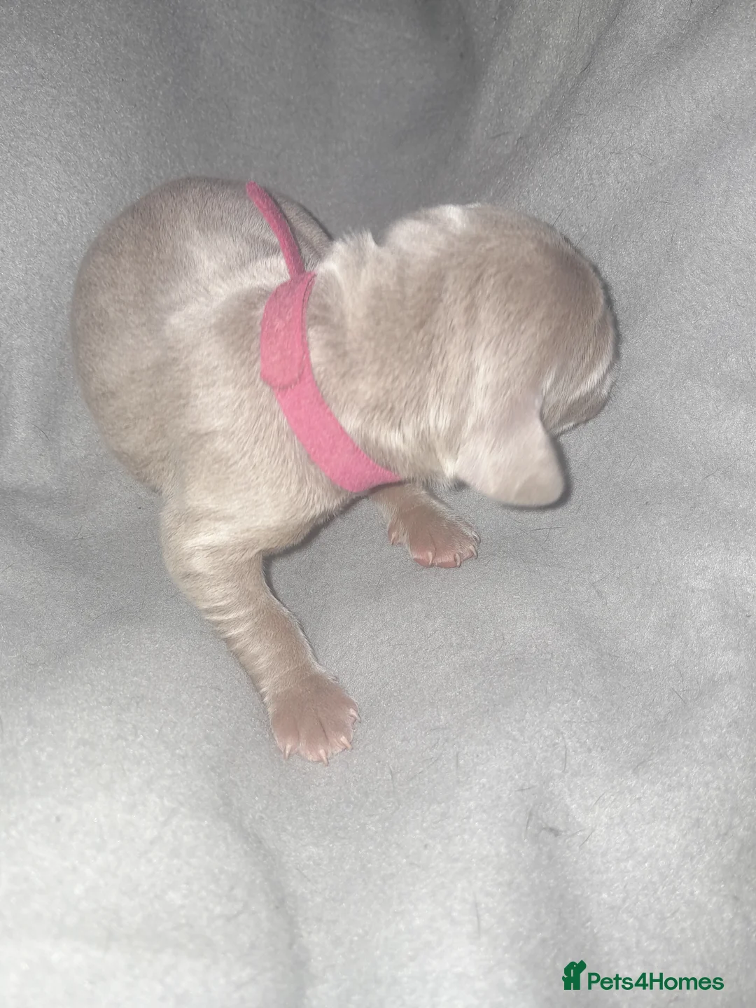 Weimaraner dogs for sale: Weimaraner gunalt champion bloodline KCregistered  - Advert 12