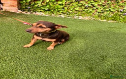 Jack Russell dogs for sale: 1 year old girl jack Russle  - Image 2