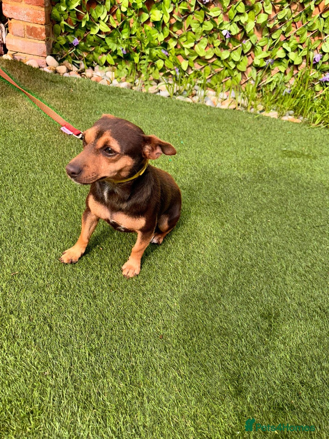 Jack Russell dogs for sale: 1 year old girl jack Russle  - Image 2