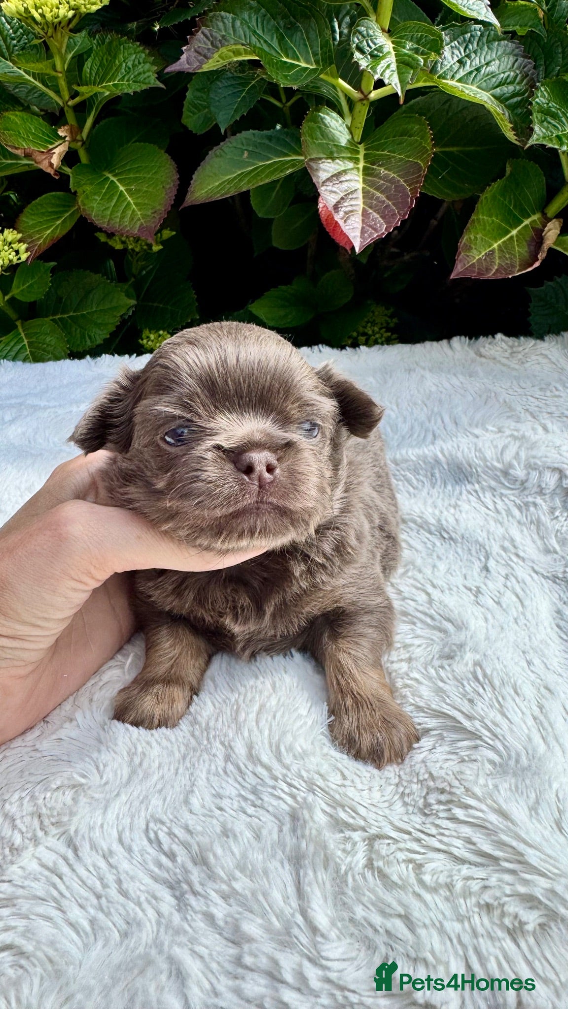Chihuahua dogs 💜💙 Unique KC LC chihuahua boys 💜💙 - Advert 2