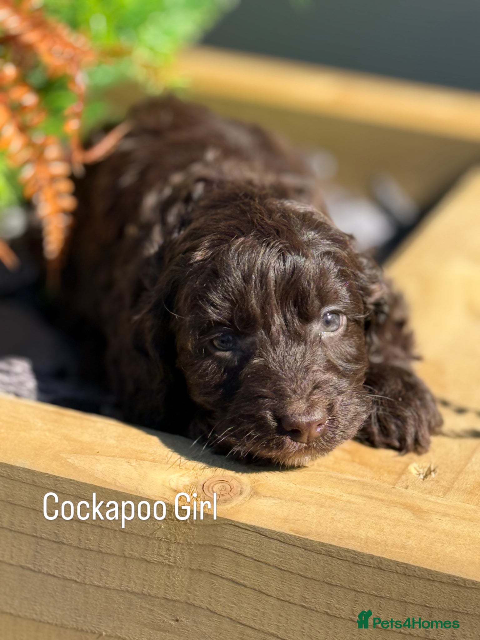 Cockapoo dogs F1 Show Cockapoo Ready April  - Advert 5