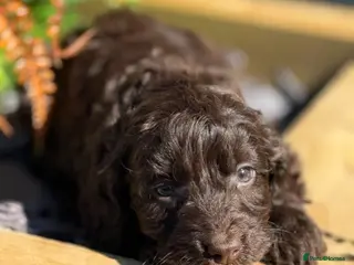 Cockapoo dogs F1 Show Cockapoo Ready April - Advert 5