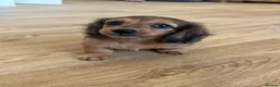 Miniature Dachshund dogs for sale: Beautiful miniature long hair dachshund  - Advert 5
