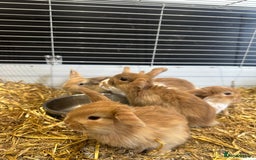 Mini Lop rabbits for sale: Mini lop babies for sale. Ready October 18th - Image 20