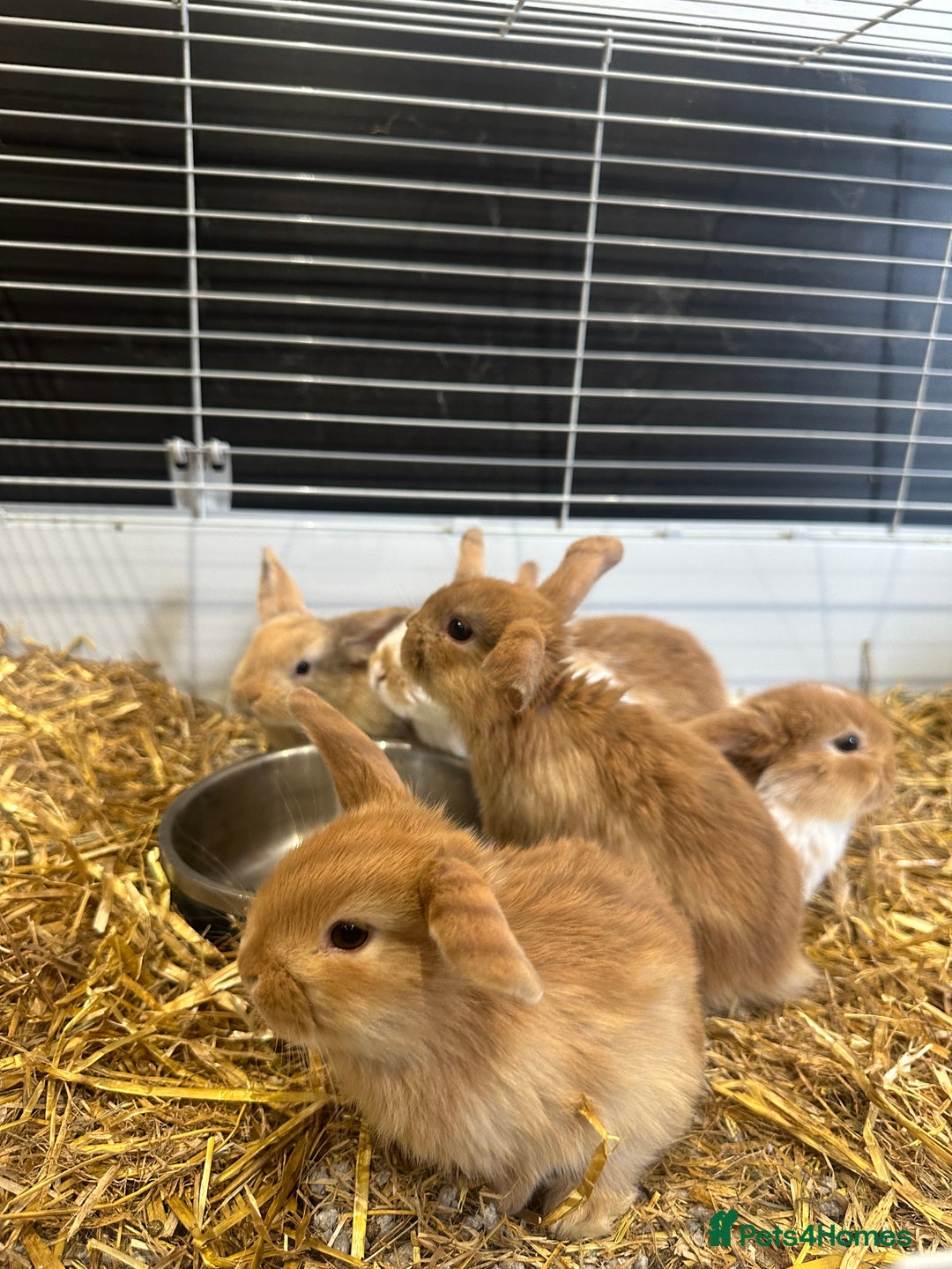 Mini Lop rabbits for sale: Mini lop babies for sale. Ready October 18th - Image 20