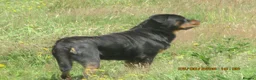 Rottweiler dogs for sale: rottweiler adult bitch - Advert 3