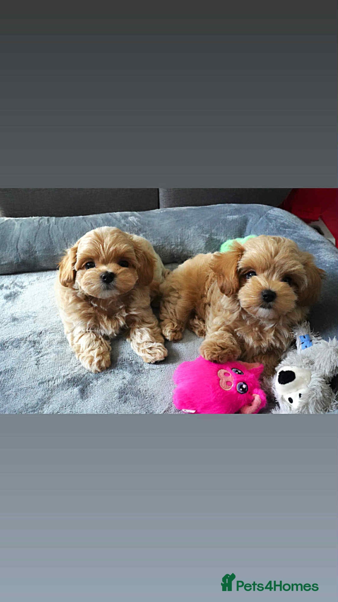 Maltipoo dogs for sale: Tiny F1 Asian Maltipoo puppies. Ready now! - Image 2