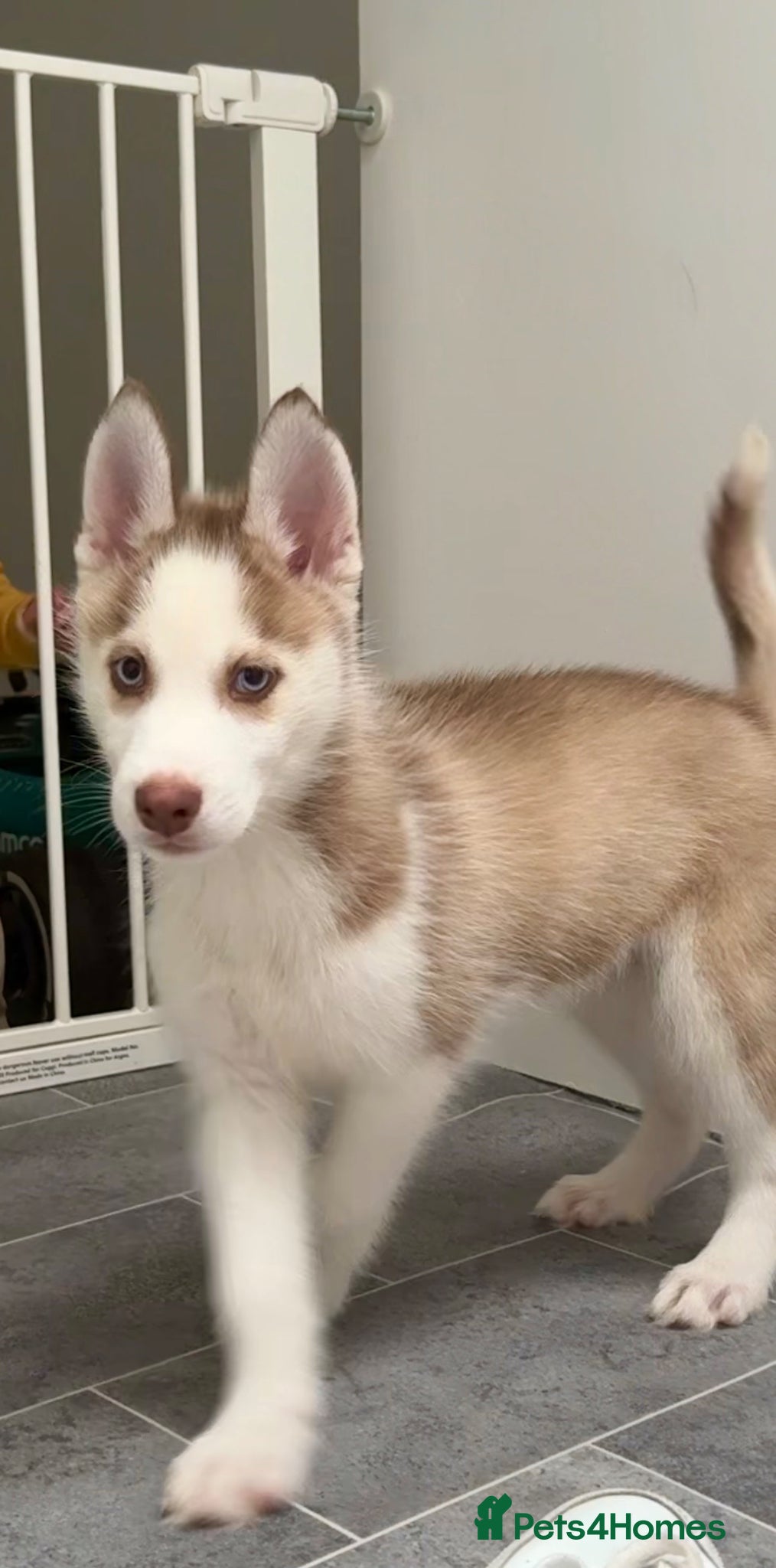 Siberian Husky dogs Ready now! Parents Imported stunning Husky Puppies - Advert 15