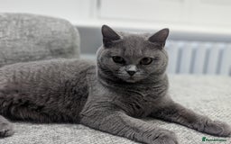 British Shorthair cats for sale: Beautiful GCCF Chunky British Shorthair Kittens!  - Image 6