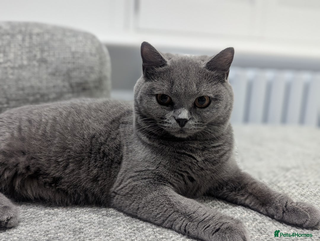 British Shorthair cats for sale: Beautiful GCCF Chunky British Shorthair Kittens!  - Image 6