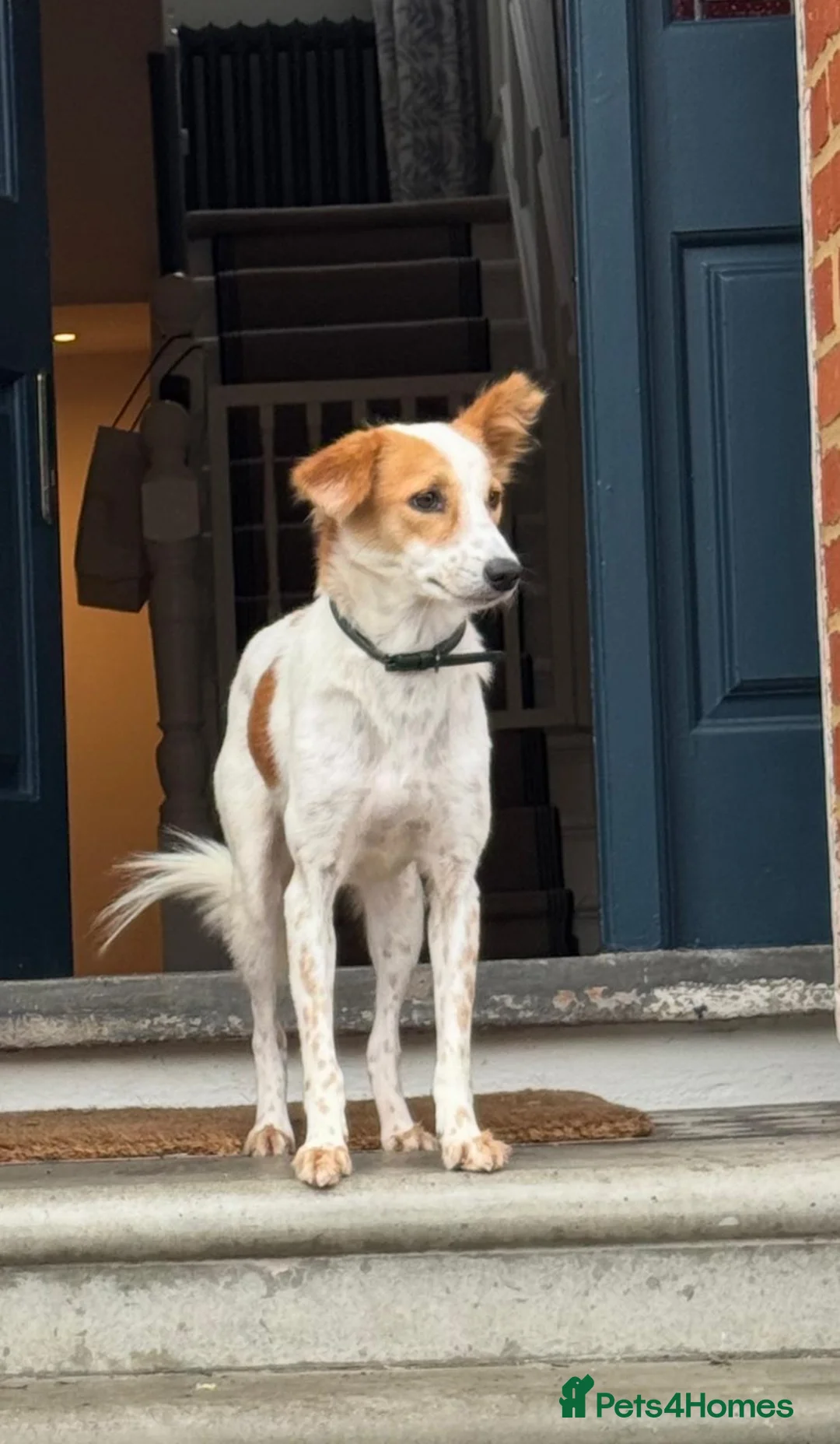 Mixed Breed dogs for sale: Orangina, 18 Months, London (Sri Lanka rescue) - Advert 1