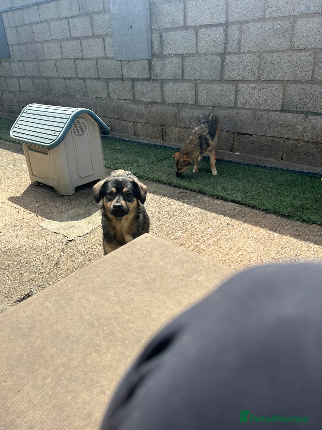 Mixed Breed dogs for adoption: Meet Isacc, currently residing in Cheshire  in Nantwich - Advert 6