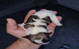 Lhasa Apso dogs for sale: Lhasa apso puppies  - Image 9