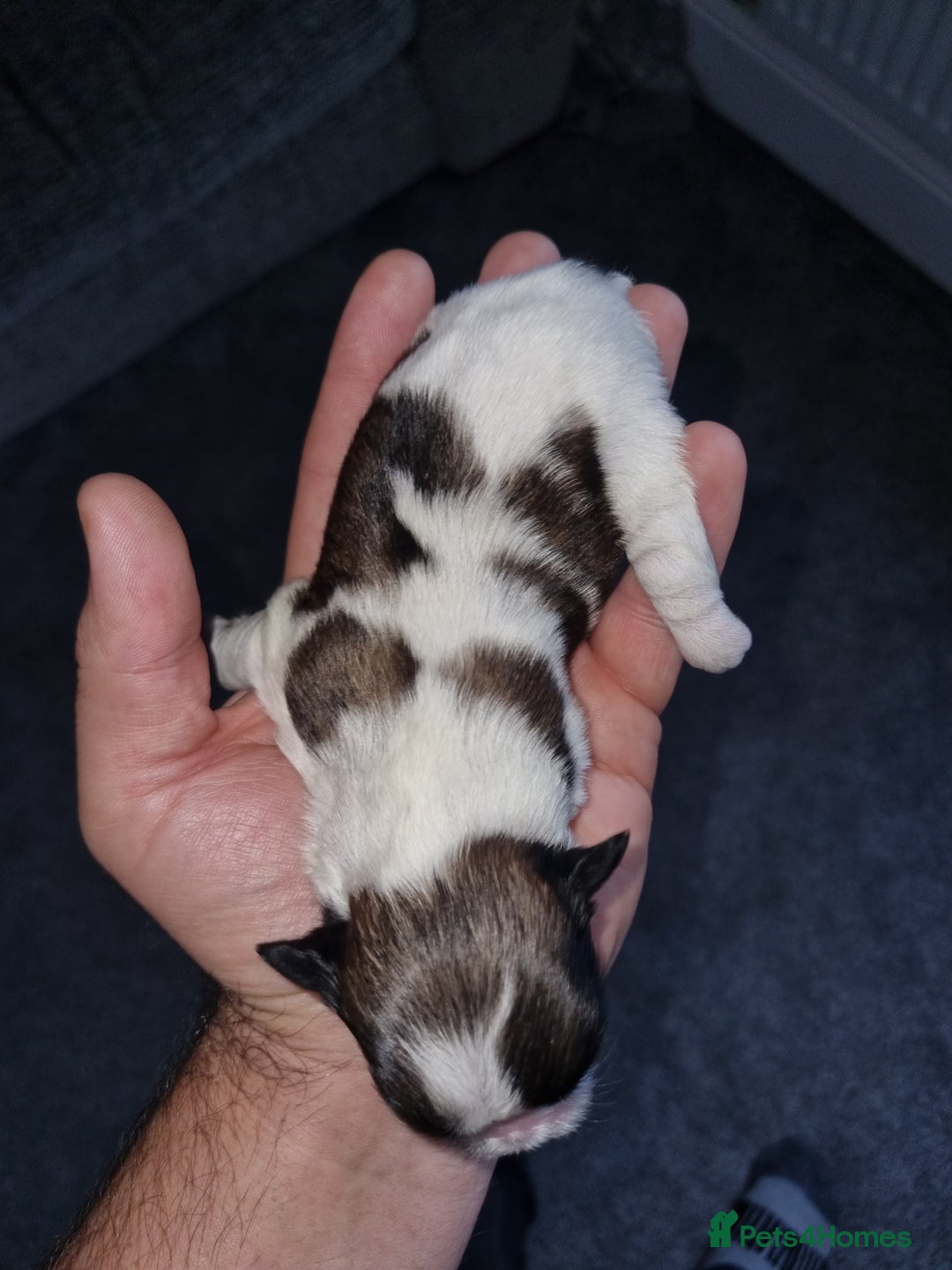 Lhasa Apso dogs for sale: Lhasa apso puppies  - Image 9