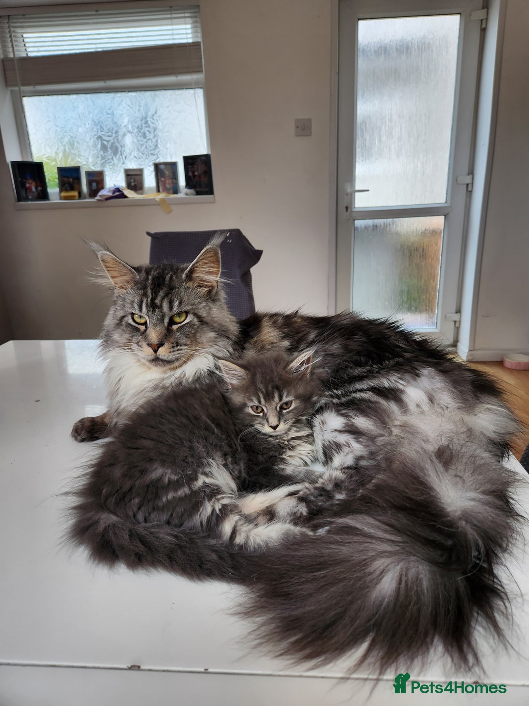 Maine Coon cats for sale: 2 male maine coon kittens - Image 2