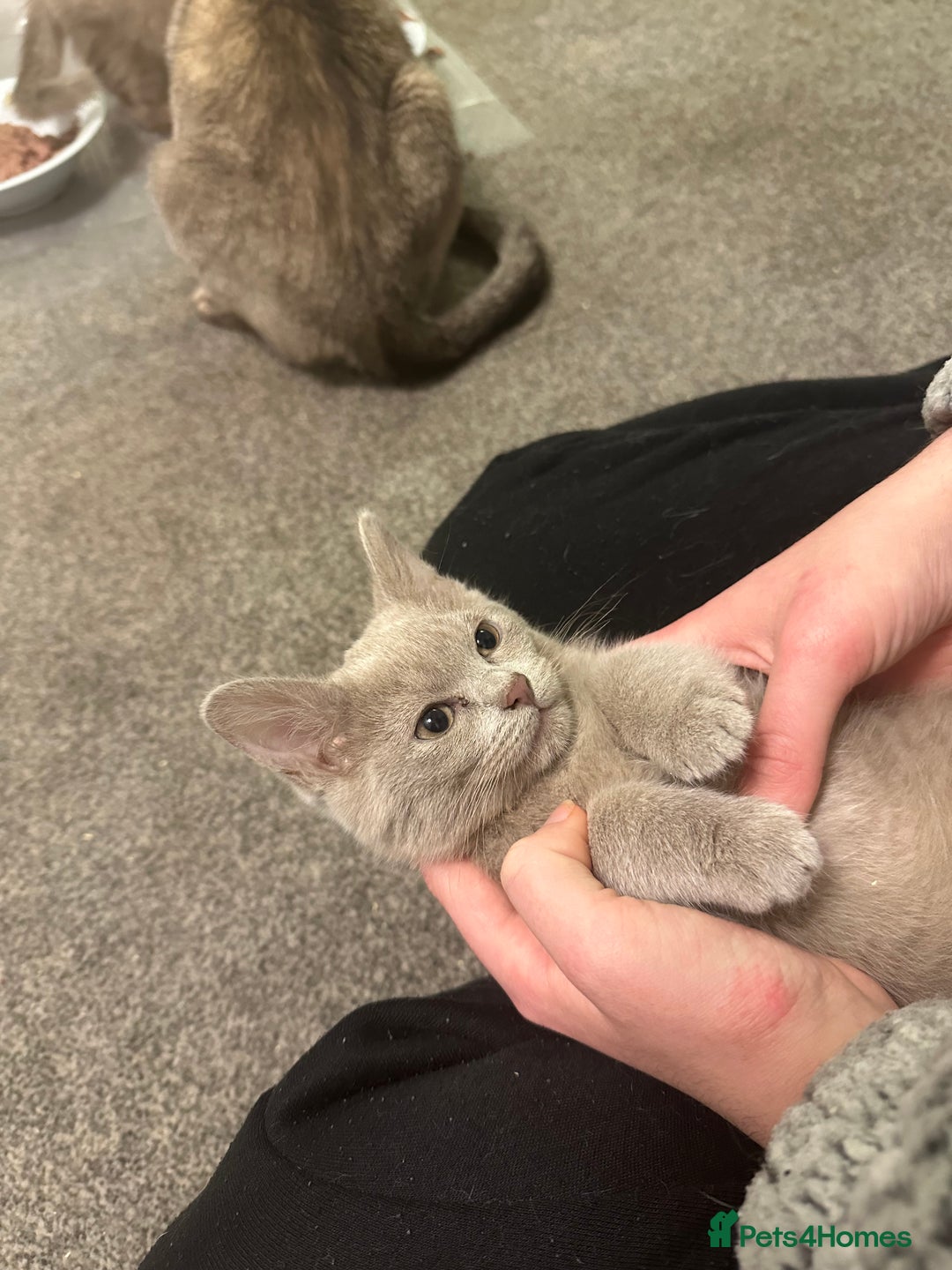 Burmese cats for sale: GCCF registered pedigree kittens  - Advert 14