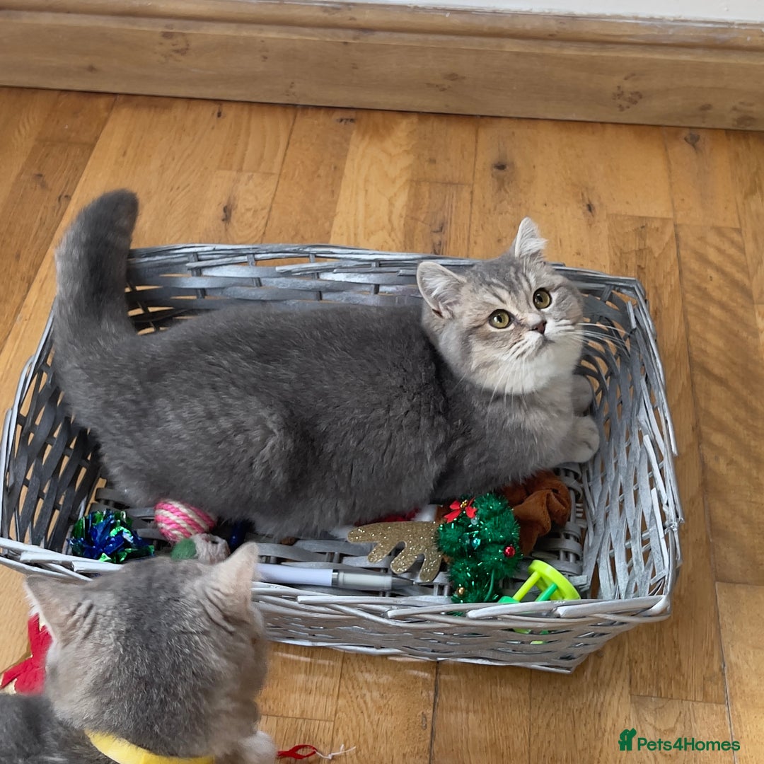 British Shorthair cats for sale: Remaining 2 TICA & GCCF British Shorthair Kittens - Advert 7
