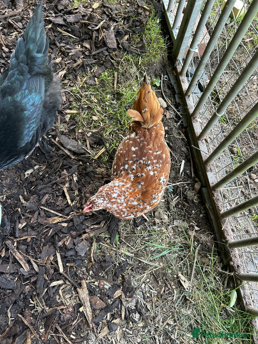 Hens poultry for sale: Chickens in Shifnal - Advert 6