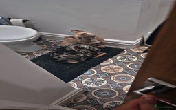 French Bulldog dogs for sale: Female French bulldog for sale  - Advert 5