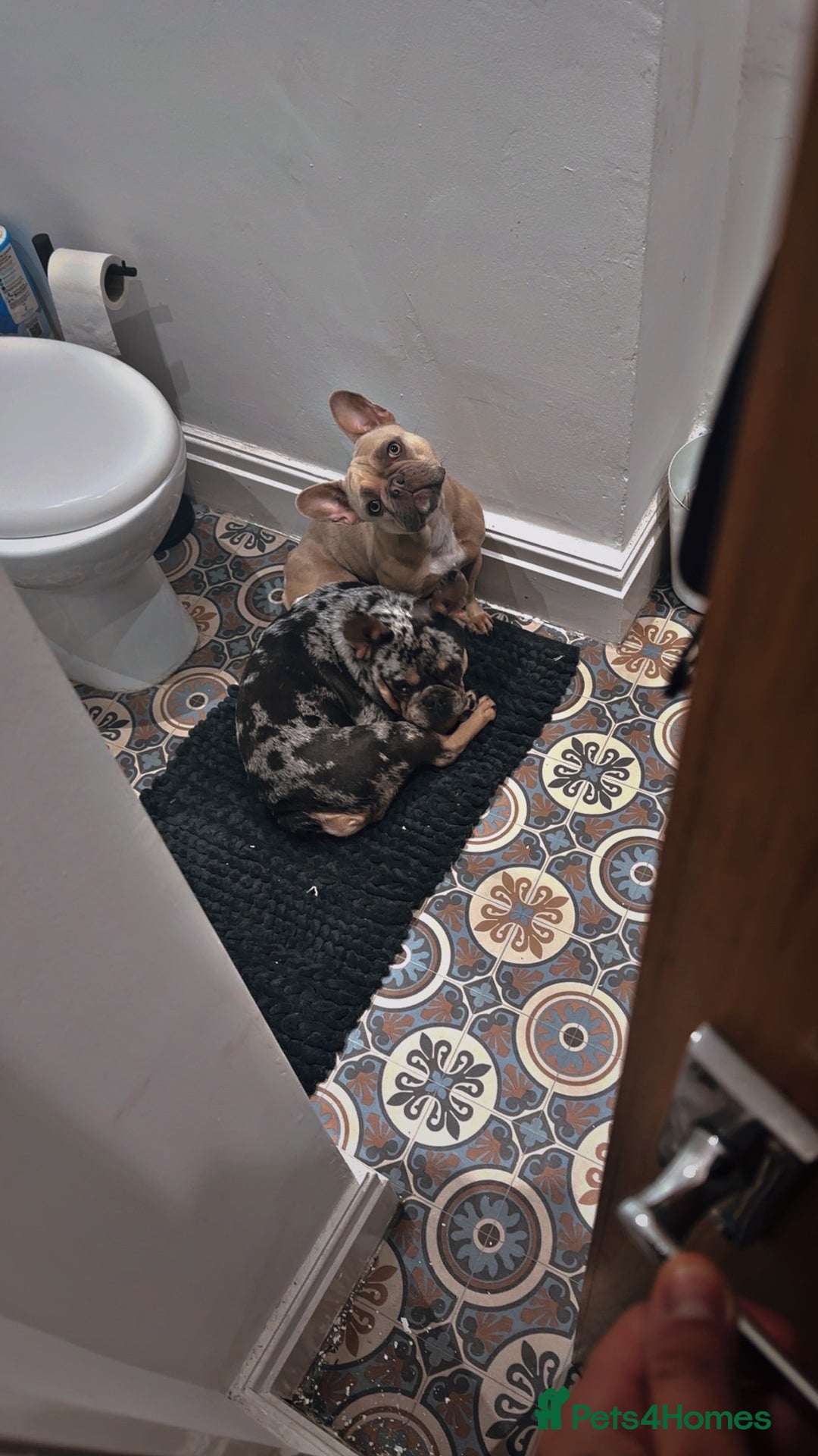 French Bulldog dogs for sale: Female French bulldog for sale  - Advert 5