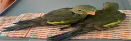 Parakeets birds for sale: Hand reared baby Rock Pebblers - Advert 3