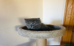 British Longhair cats for sale: British Long Hair Kittens - Image 1