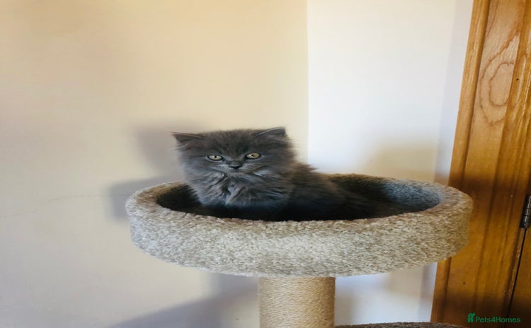 British Longhair cats - Advert 1