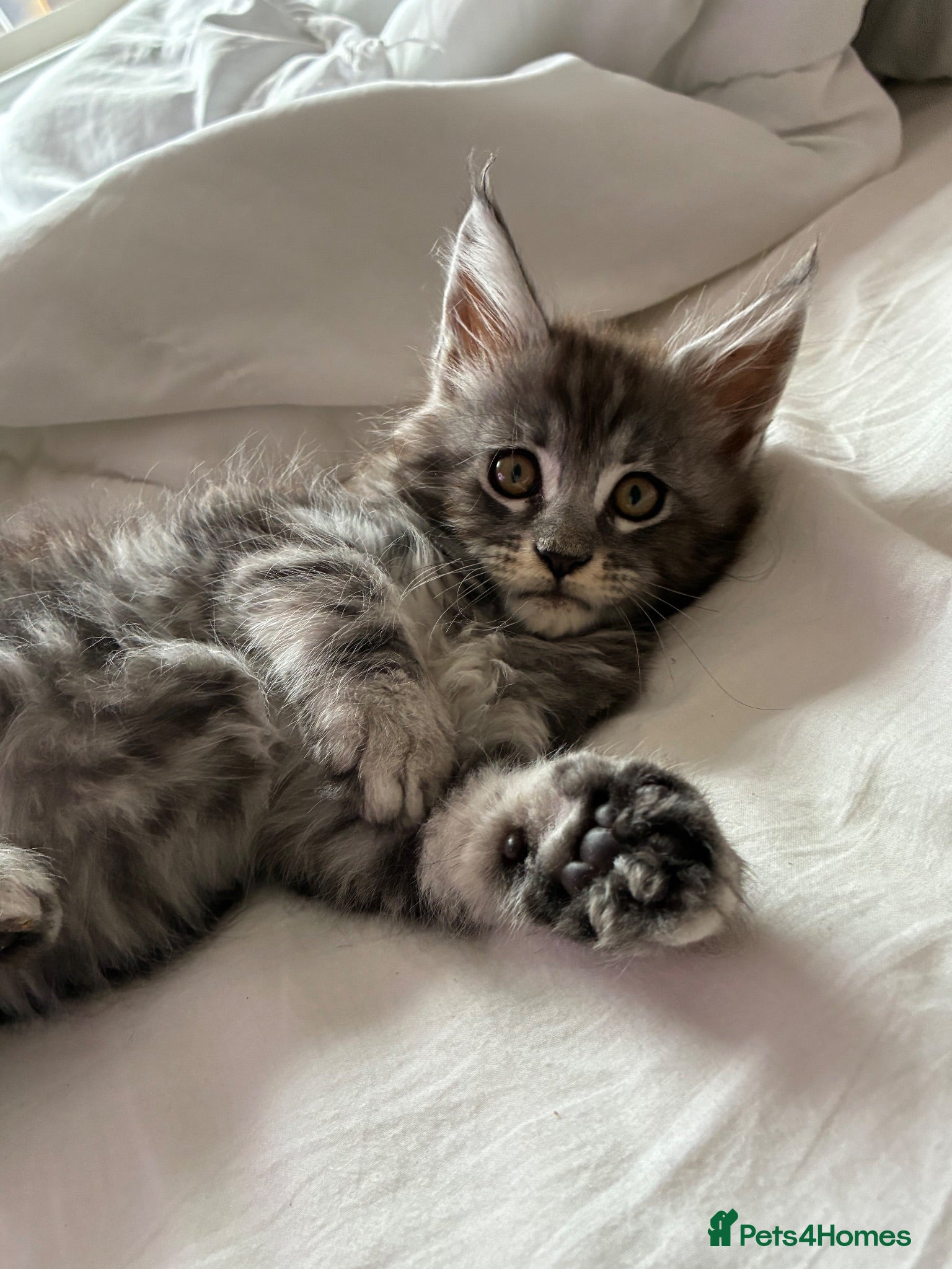 Maine Coon cats Maine coon kittens  - Advert 7