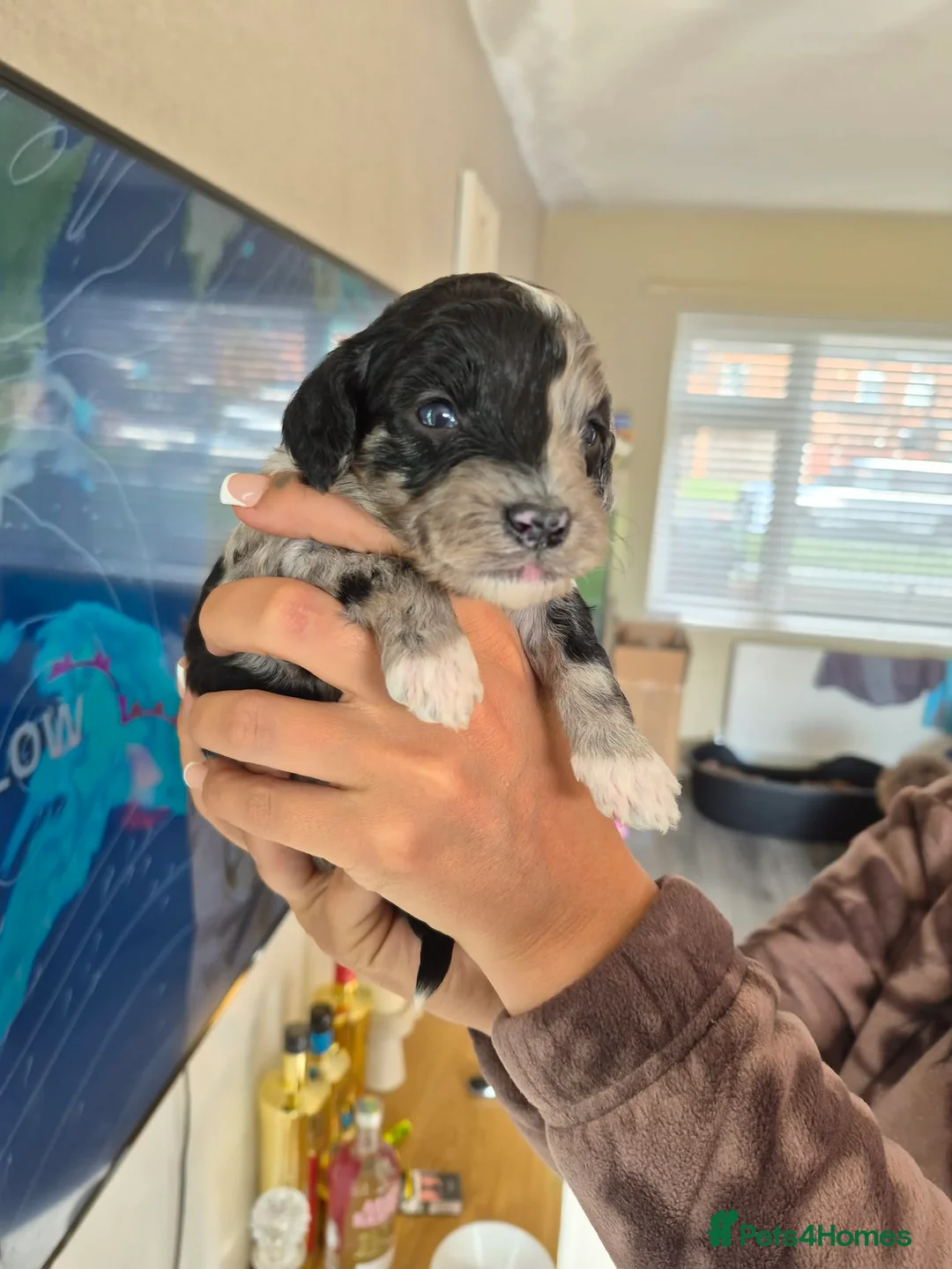 Cockapoo dogs for sale: Beautiful stunning cockapoos for sale  in Crewe - Advert 1