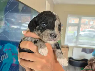 Cockapoo dogs Beautiful stunning cockapoos for sale - Advert 1