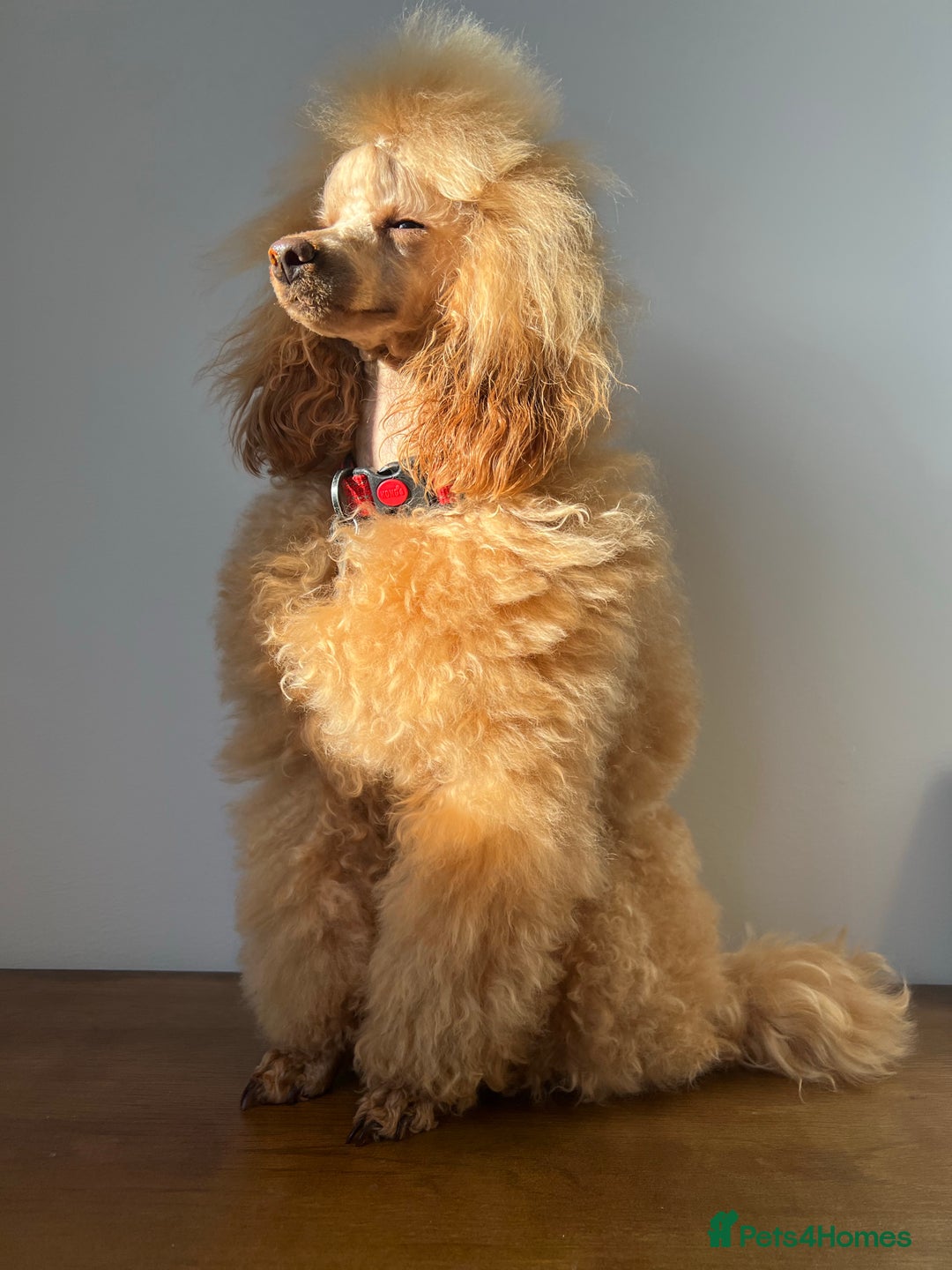 Toy Poodle dogs for stud: 🇷🇺russian kc miniature poodle 🇷🇺  in Newcastle - Image 6