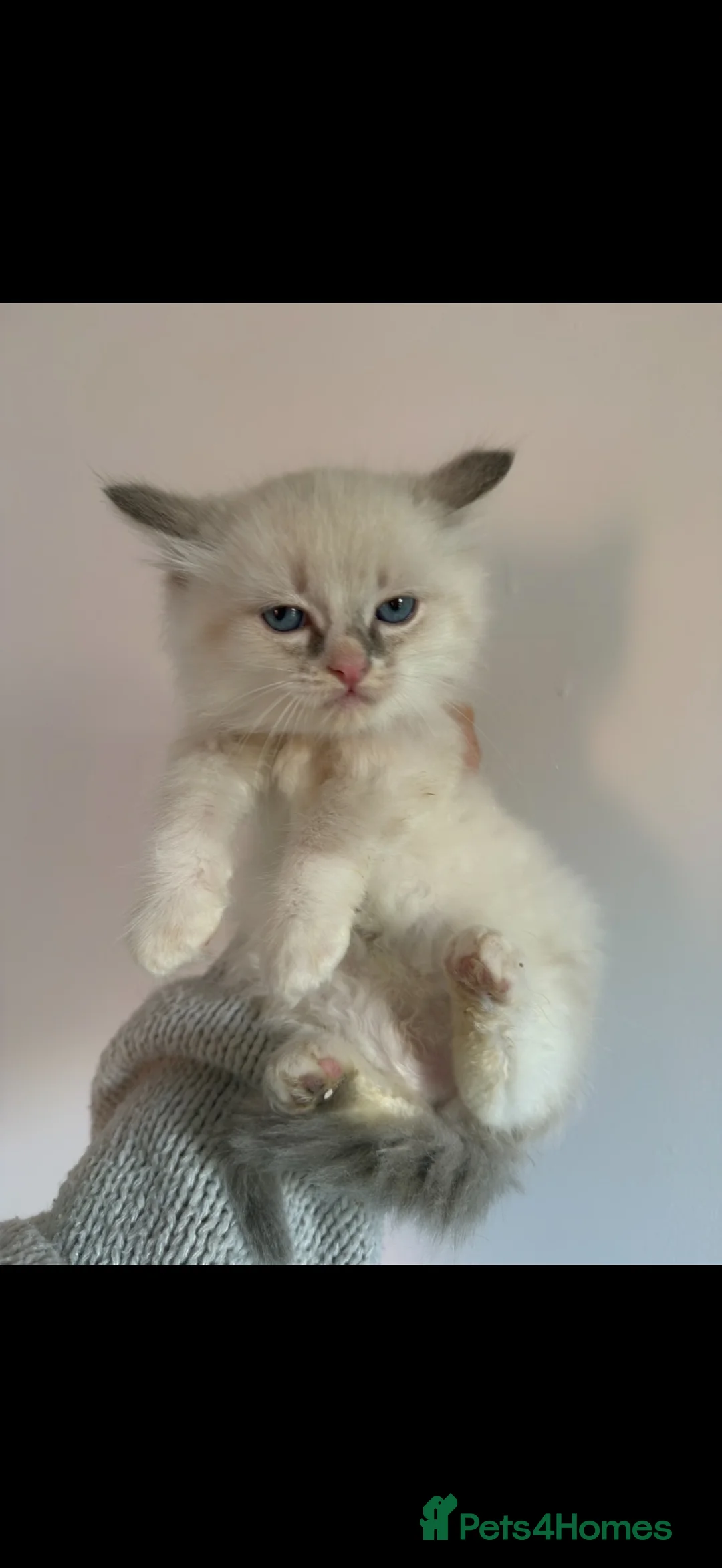 Ragdoll cats for sale: Pedigree Ragdoll Kittens - Ready Now - Advert 2