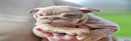 English Bulldog dogs for sale: ***EPIC BULLYZ PUPPIES*** in Halesowen - Advert 10