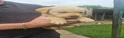 Labrador Retriever dogs for sale: Gorgeous baby Labradors  - Advert 2