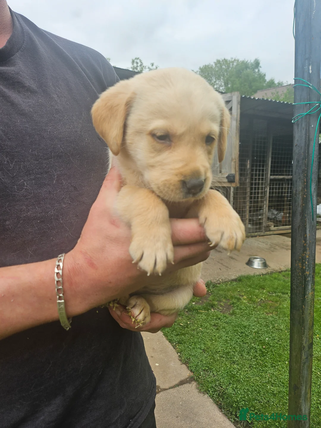 Labrador Retriever dogs for sale: Gorgeous baby Labradors  - Advert 2