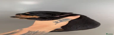 Rottweiler 8
