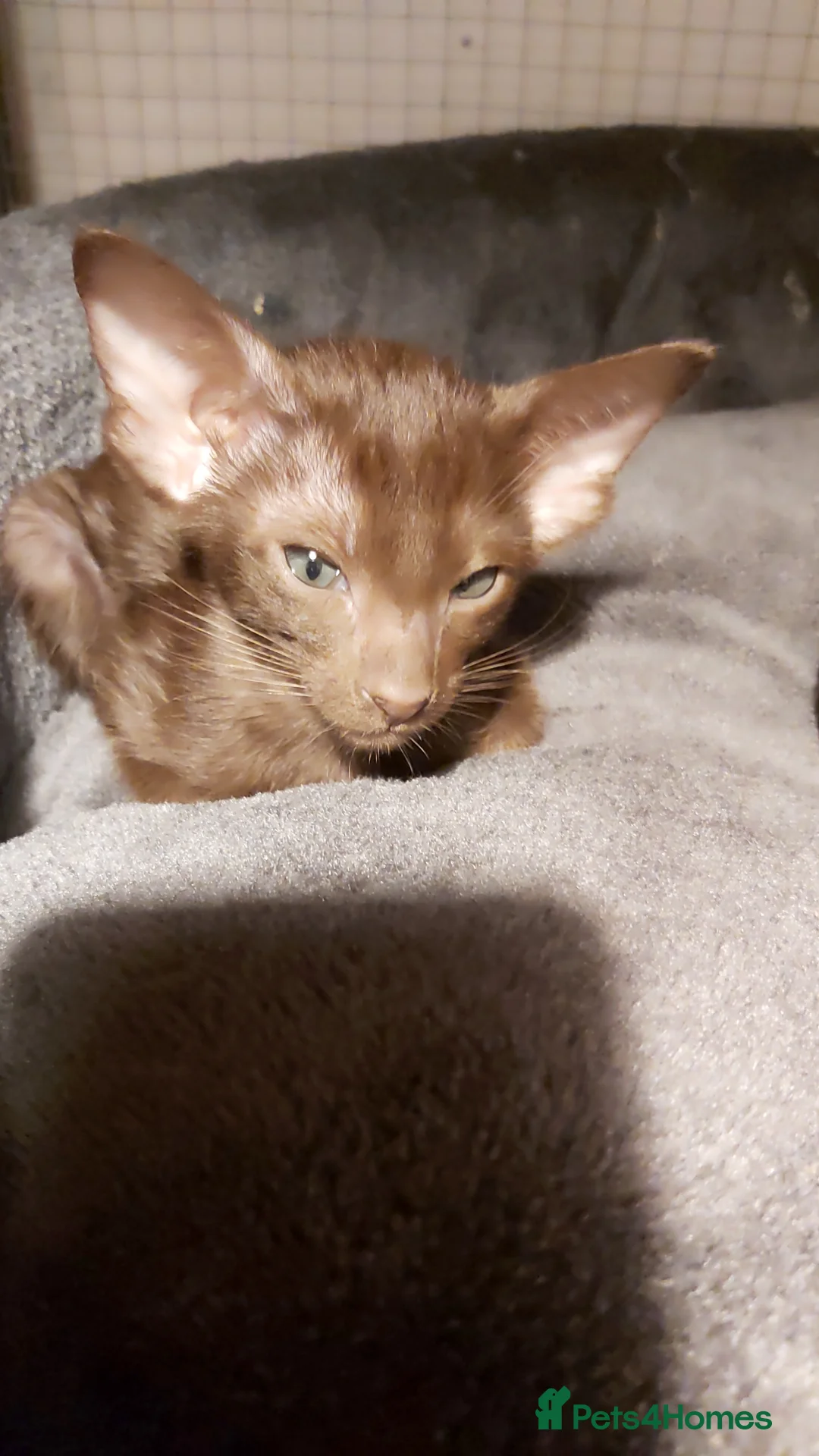 Oriental cats for sale: Full Pedigree Oriental 6 Kittens XL size ears GCCF - Advert 13