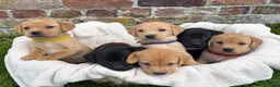 Labrador Retriever dogs for sale: Outstanding Labrador Puppies KC registered Hips - Advert 3