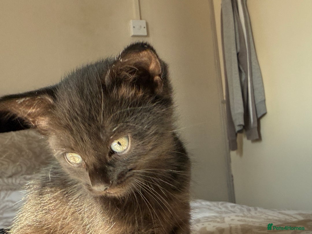 Mixed Breed cats for sale: 3 beautiful kittens available - Image 35