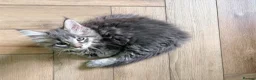 Maine Coon cats for sale: READY NOW. Tica registered mainecoon kittens - Advert 19
